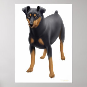 Affiche Copie de Pinscher miniature
