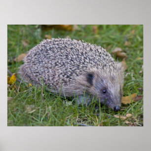 Affiche Copie de piquants