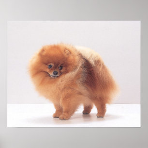 Affiche Copie de Pomeranian