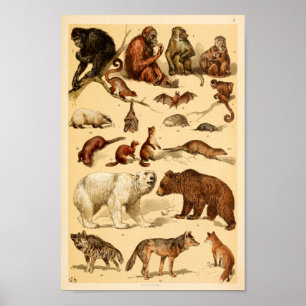 Affiche Copie de singes de loup d'ours de collection
