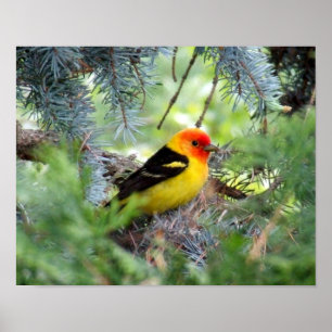 Affiche Copie de Tanager occidental
