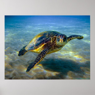 Affiche Copie de tortue de mer de Leatherneck