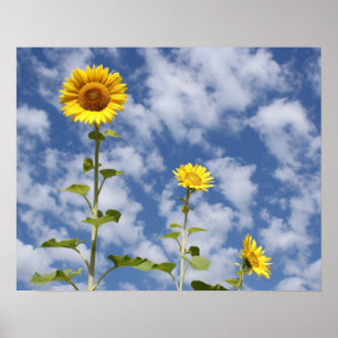 Affiche Copie de tournesol