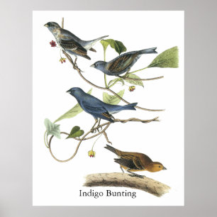 Affiche Copie d'étamine d'indigo d'Audubon