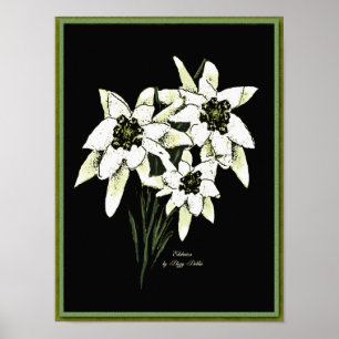 Affiche Copie d'illustration d'edelweiss