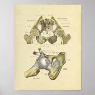 Affiche Copie d'os d'anatomie de joint de bassin de hanche