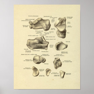 Affiche Copie d'os tarsiens d'anatomie de cheville de pied