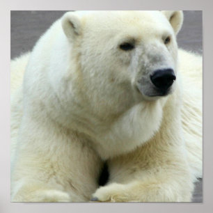 Affiche Copie d'ours blanc