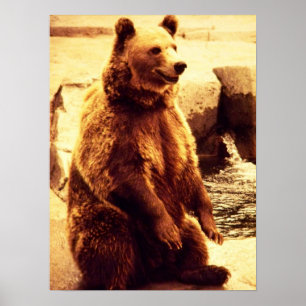 Affiche copie d'ours gris