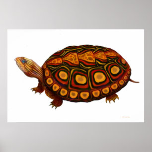 Affiche Copie en bois d'Amérique centrale de tortue
