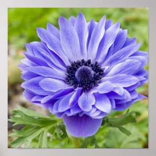 Affiche Copie fleurissante d'aster