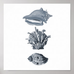Affiche Copie grise #8 de décor de plage de coquillages