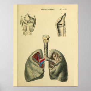 Affiche Copie humaine d'art d'anatomie de trachée de
