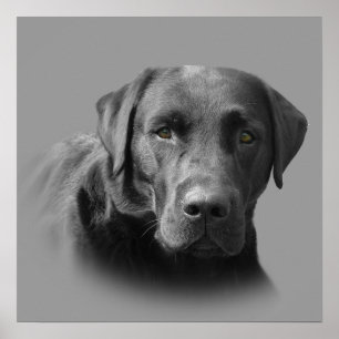 Affiche Copie impressionnante de labrador retriever