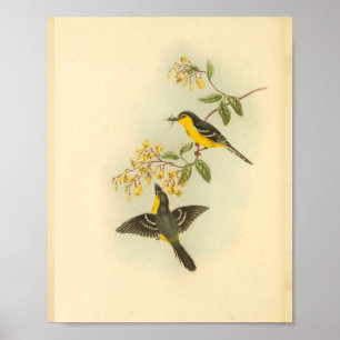 Affiche Copie jaune noire d'oiseau de FLYCATCHER de