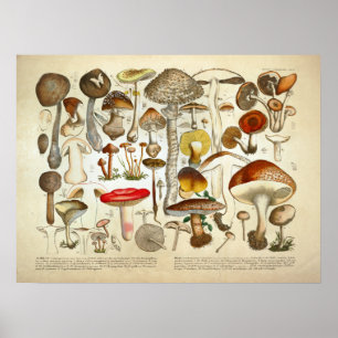 Affiche Copie jaune rouge de variété de champignon du cru