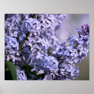 Affiche Copie lilas de vision