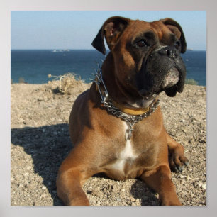 Affiche Copie mignonne de chiot de boxeur