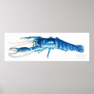 Affiche Copie pour aquarelle bleue d'art de homard commun