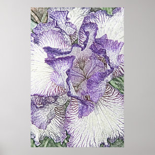 Affiche Copie pourpre et blanche de toile de fleur d'iris