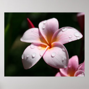 Affiche Copie rose d'art de Plumeria
