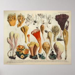 Affiche Copie rouge-brun de variété de champignon du cru