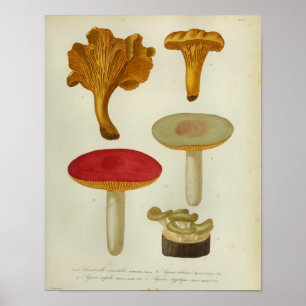Affiche Copie rouge d'art de champignons de brun jaune du