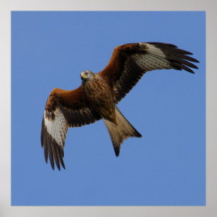 Affiche Copie rouge montante de cerf-volant