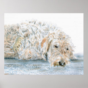 Affiche Copie somnolente de Labradoodle