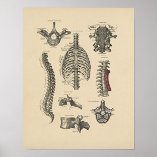 Affiche Copie spinale vintage de l'anatomie 1880