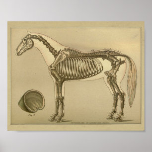 Affiche Copie squelettique d'anatomie de cheval