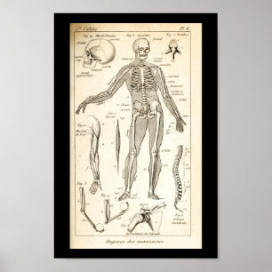 Affiche Copie squelettique d'anatomie d'humain du cru 1844