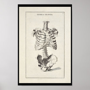 Affiche Copie squelettique d'art de l'anatomie 1691