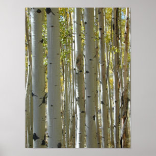 Affiche Copie verticale de troncs d'Aspen