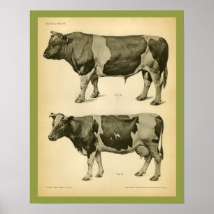 Affiche Copie vétérinaire vintage d'anatomie de bétail de