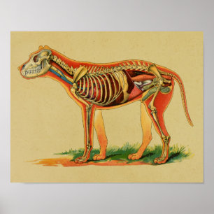 Affiche Copie vintage d'anatomie canine de 1905 chiens