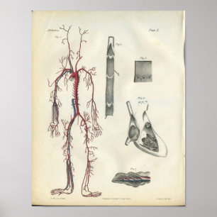 Affiche Copie vintage d'anatomie de coeur d'artères