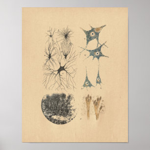 Affiche Copie vintage d'anatomie de neurone d'esprit