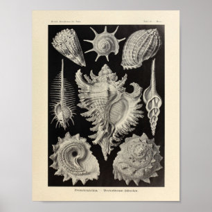 Affiche Copie vintage d'art de Prosobranchia Ernst Haeckel