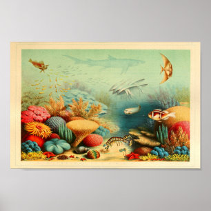 Affiche Copie vintage d'art d'Ernst Haeckel de couleur de