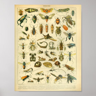 Affiche Copie vintage d'art d'insecte de couleur