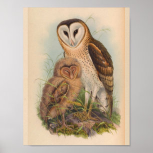Affiche Copie vintage d'art d'oiseau de brun de hibou