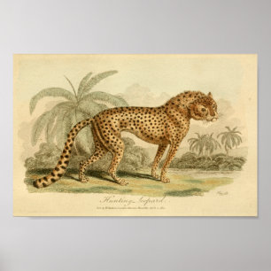 Affiche Copie vintage de grand chat d'histoire naturelle