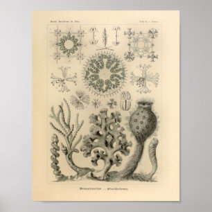 Affiche Copie vintage d'Ernst Haeckel de couleur de