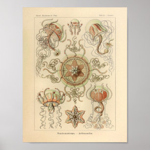 Affiche Copie vintage d'Ernst Haeckel de couleur de
