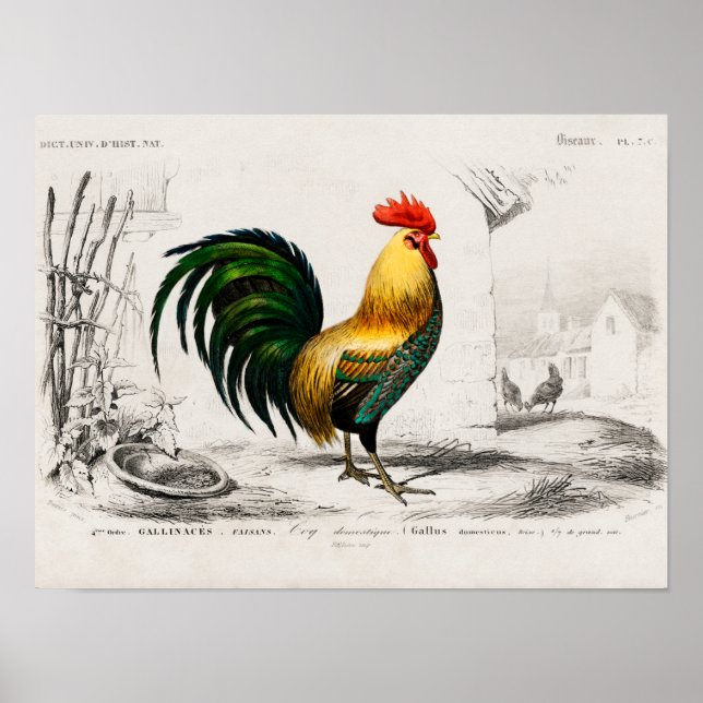 Affiche Coq à la ferme (Devant)