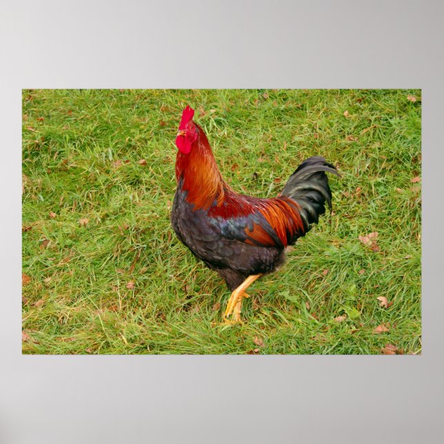 Affiche Coq (coq) (Devant)