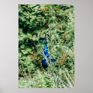 Affiche Coq dans les buissons verts