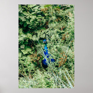 Affiche Coq dans les buissons verts