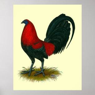Affiche Coq de combat américain : Brun Rouge